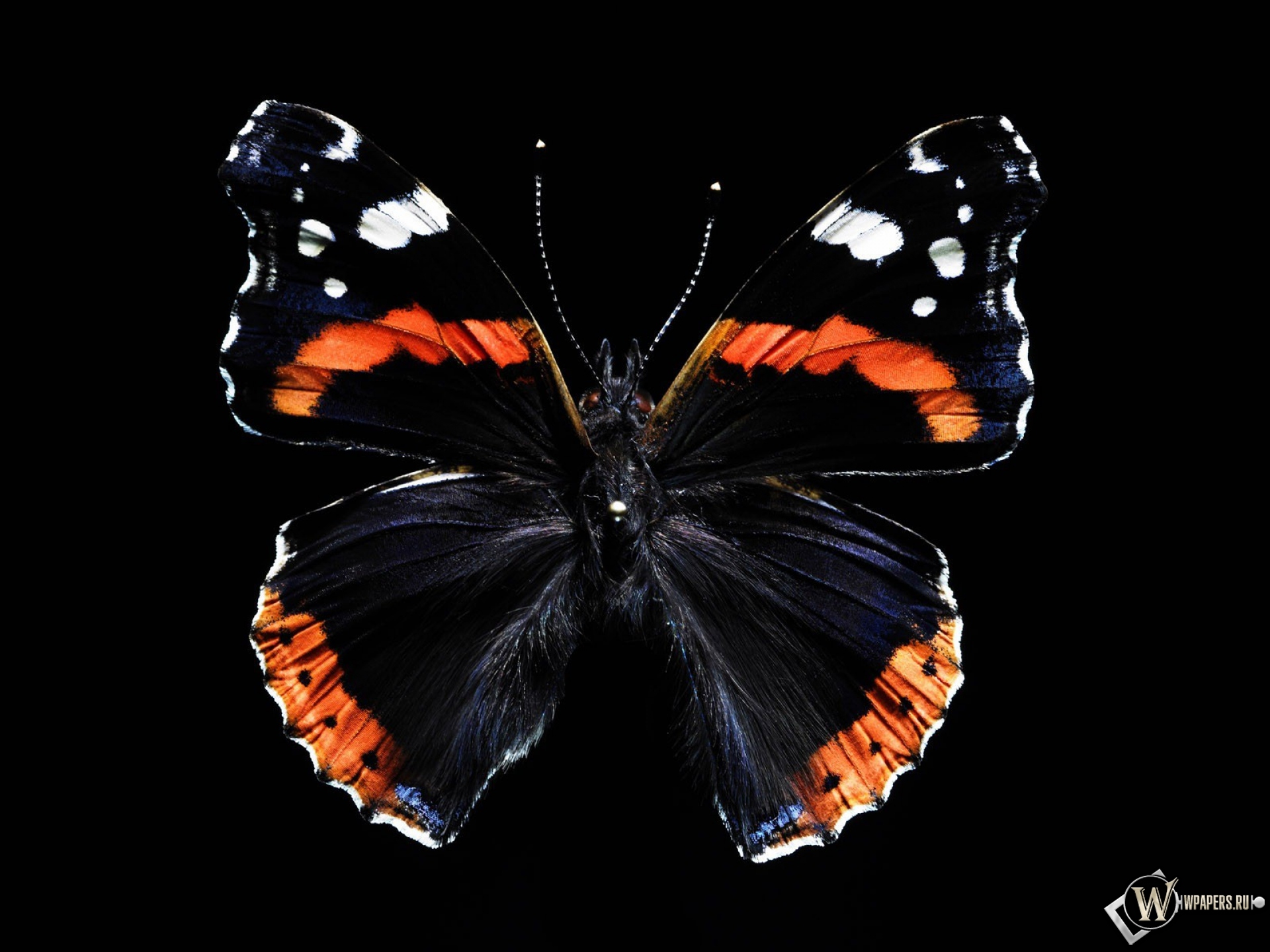 Бабочка 1920x1440