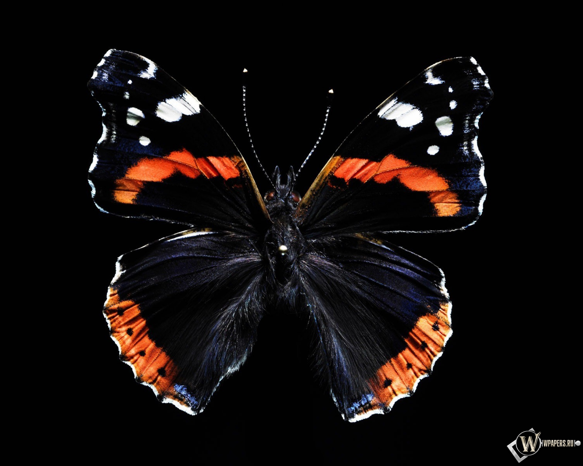 Бабочка 1920x1536