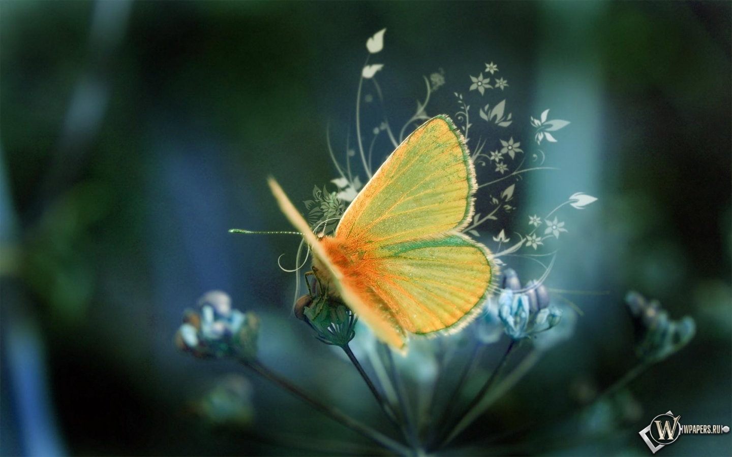 Желтая Бабочка  1440x900