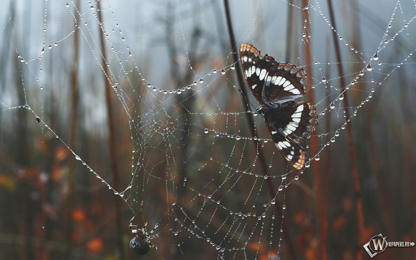 Бабочка в паутине 1440x900