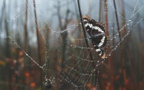 Бабочка в паутине