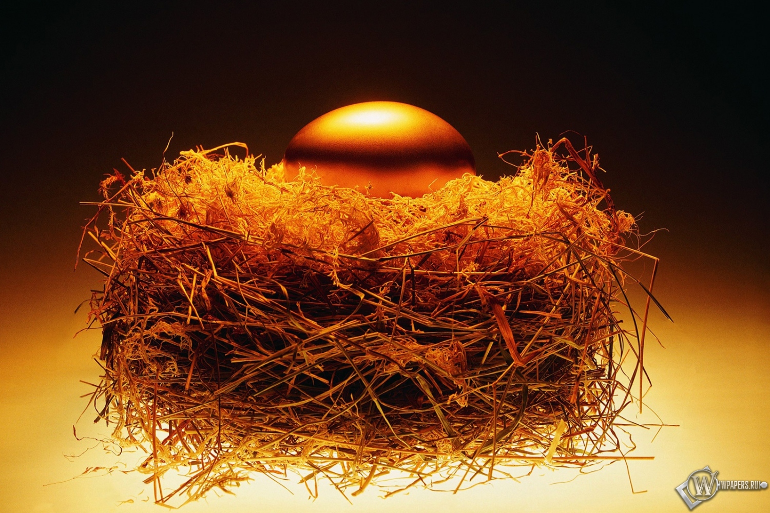 Золотое яйцо в гнезде 1500x1000