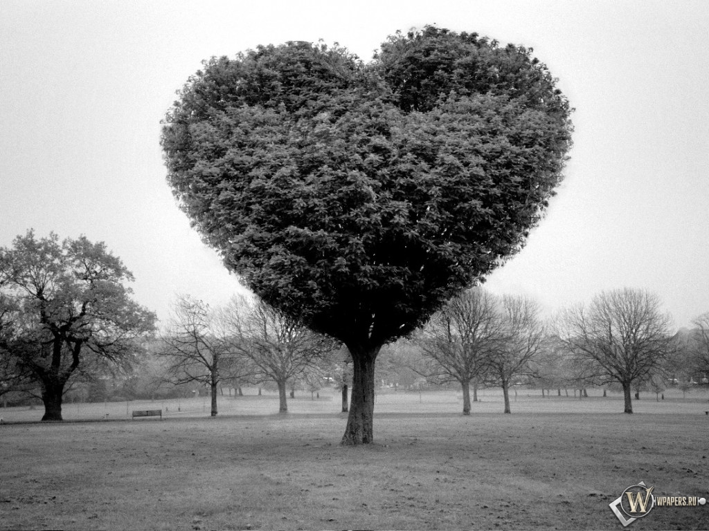 Дерево любви 1024x768