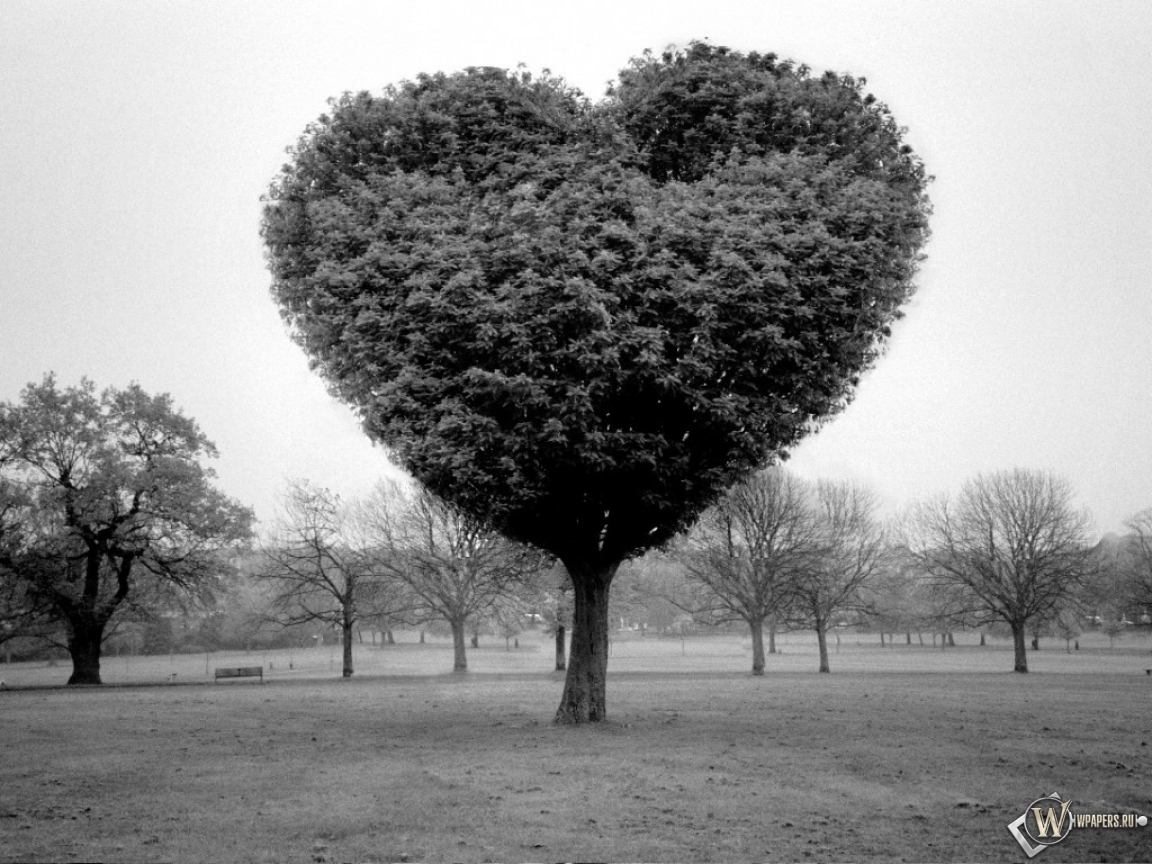 Дерево любви 1152x864