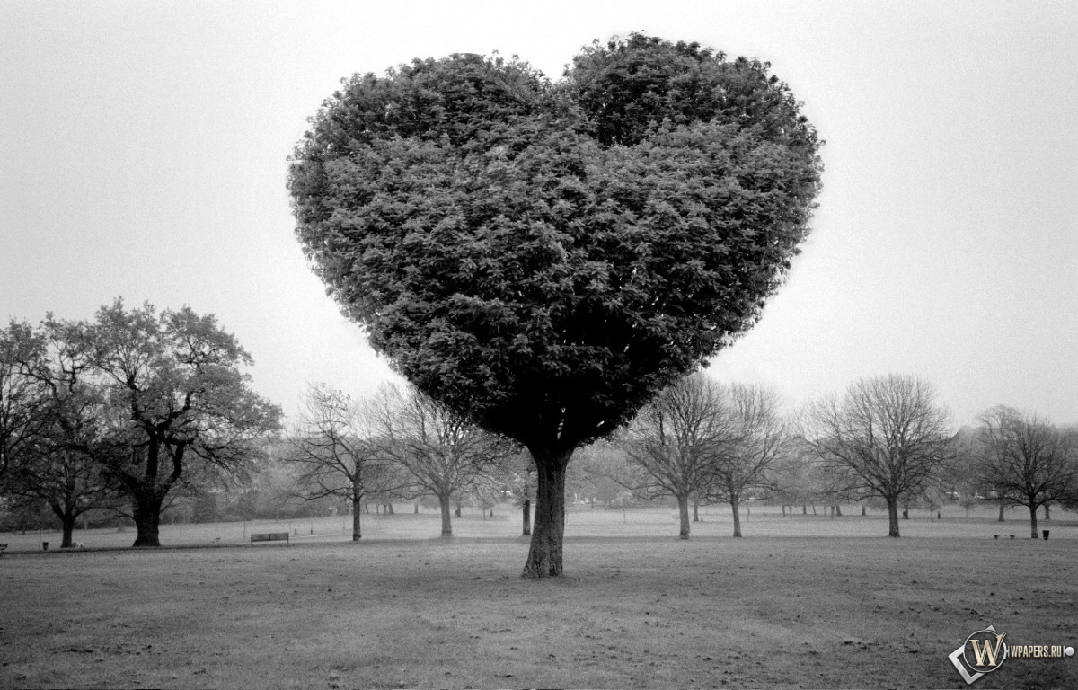 Дерево любви 1200x768