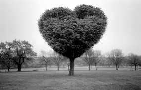 Обои Дерево любви: Любовь, Сердце, Дерево, Настроения
