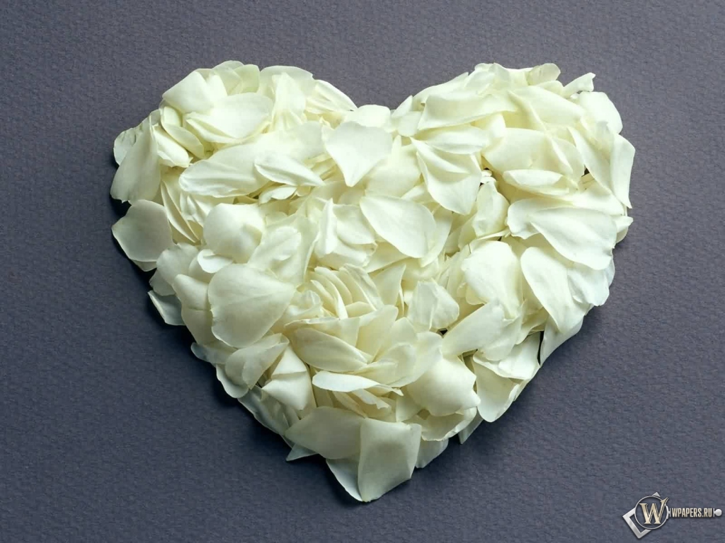 Сердце из белых роз 1024x768
