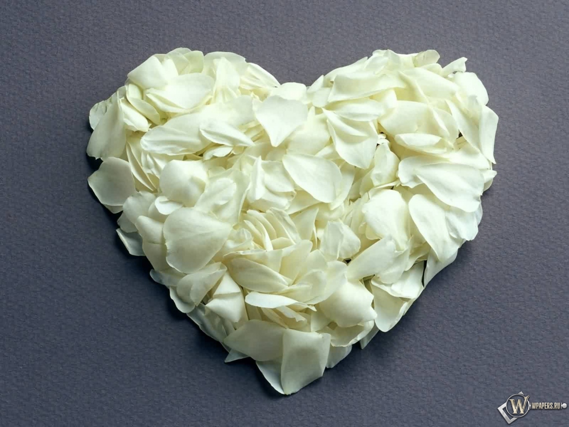 Сердце из белых роз 1152x864