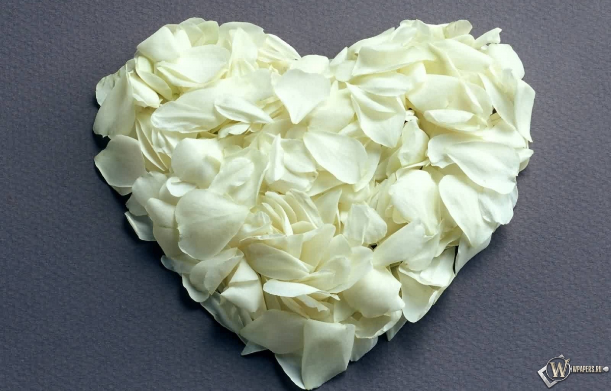 Сердце из белых роз 1200x768