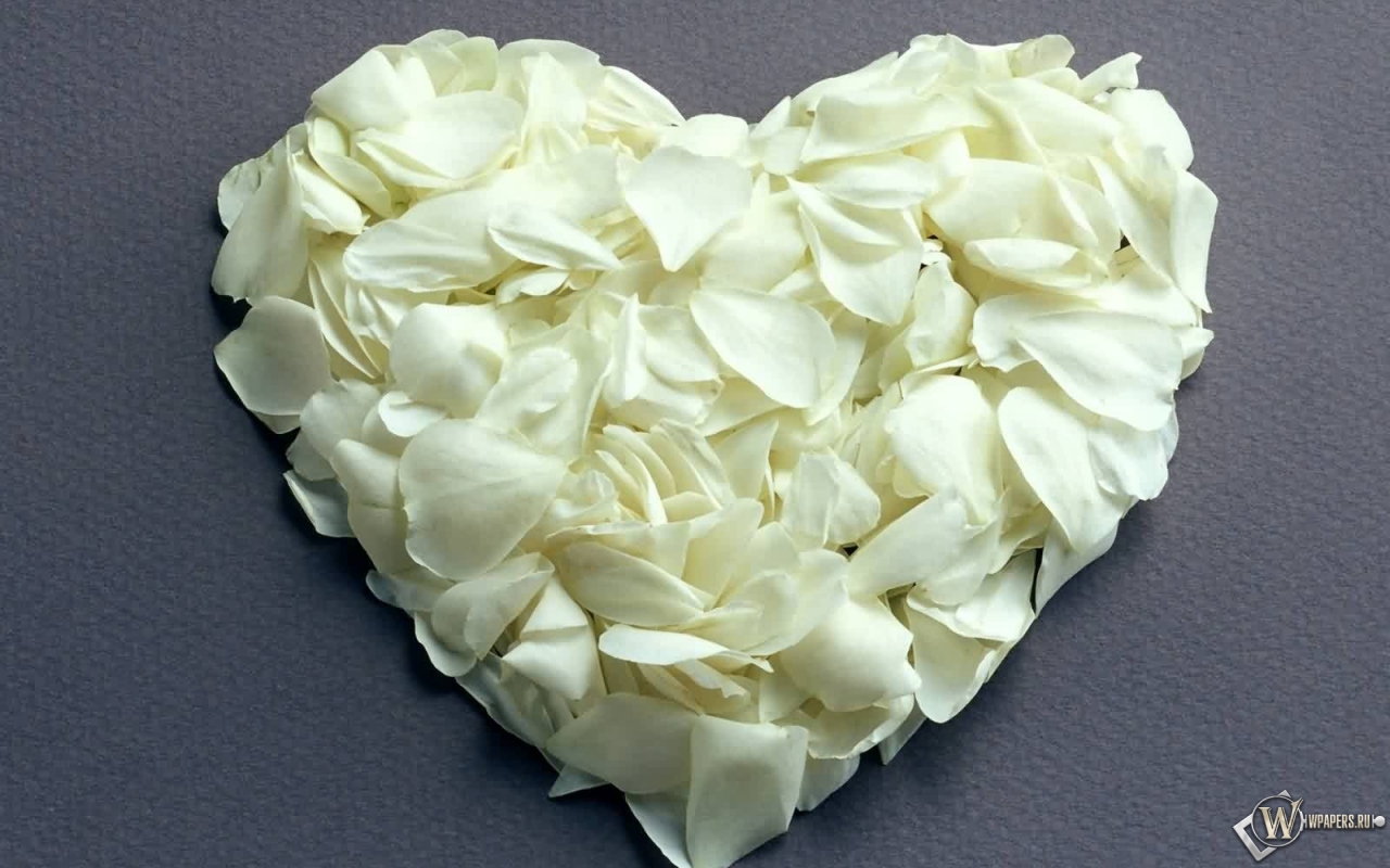 Сердце из белых роз 1280x800