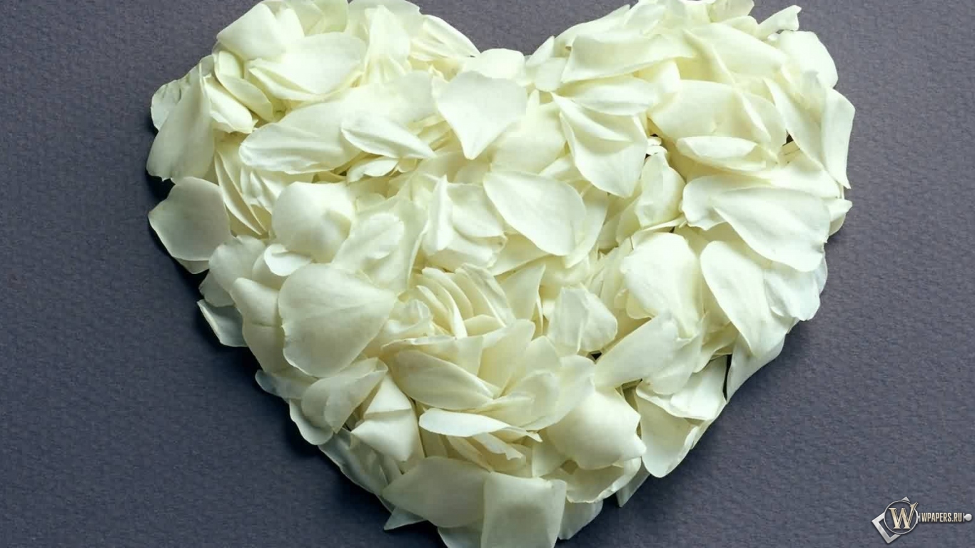 Сердце из белых роз 1366x768