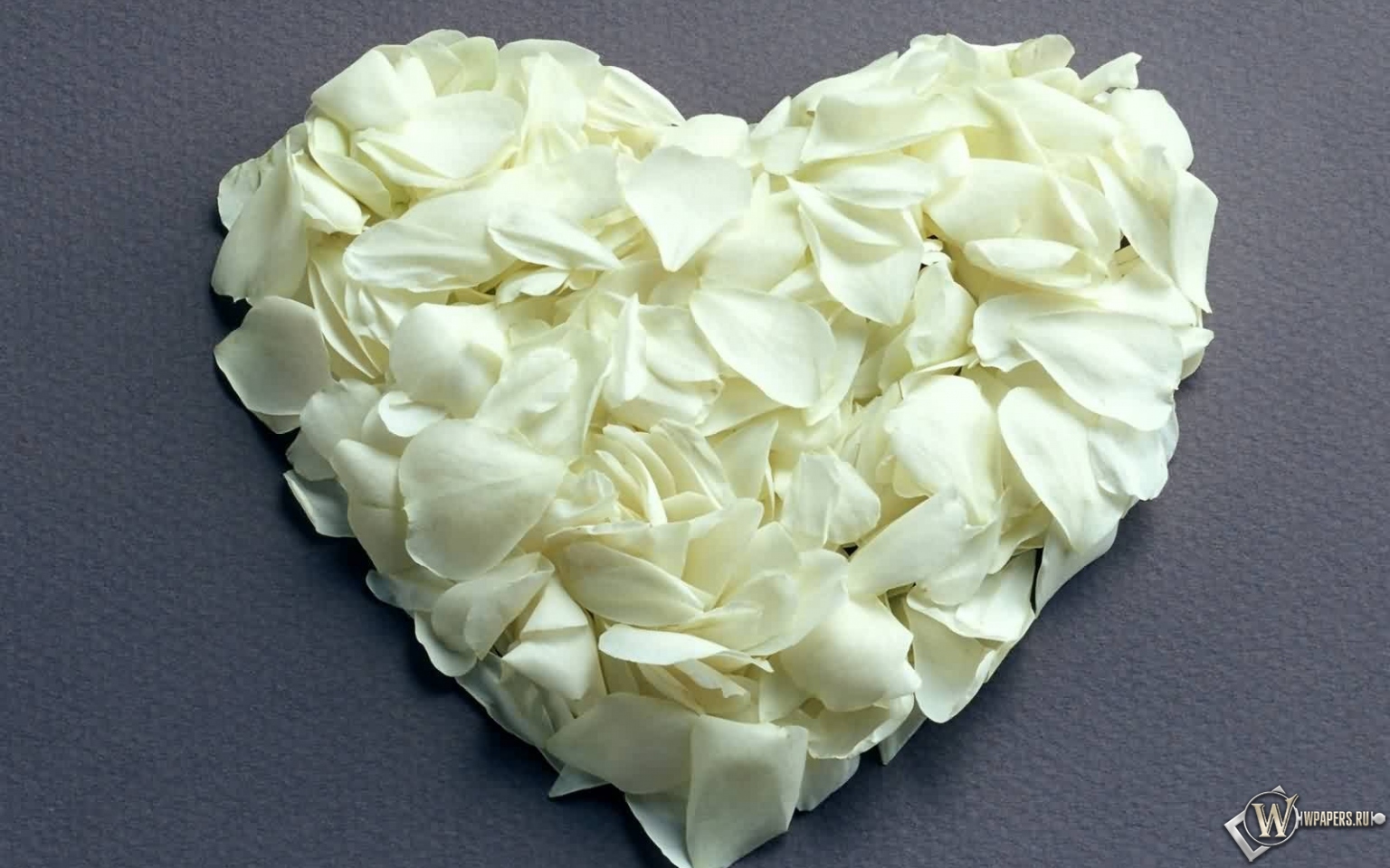 Сердце из белых роз 1536x960