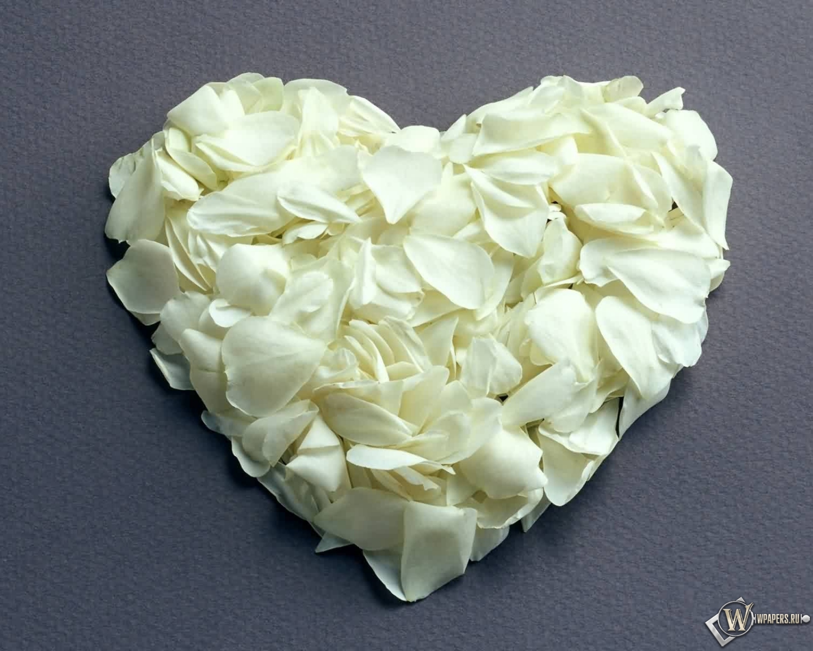 Сердце из белых роз 1600x1280