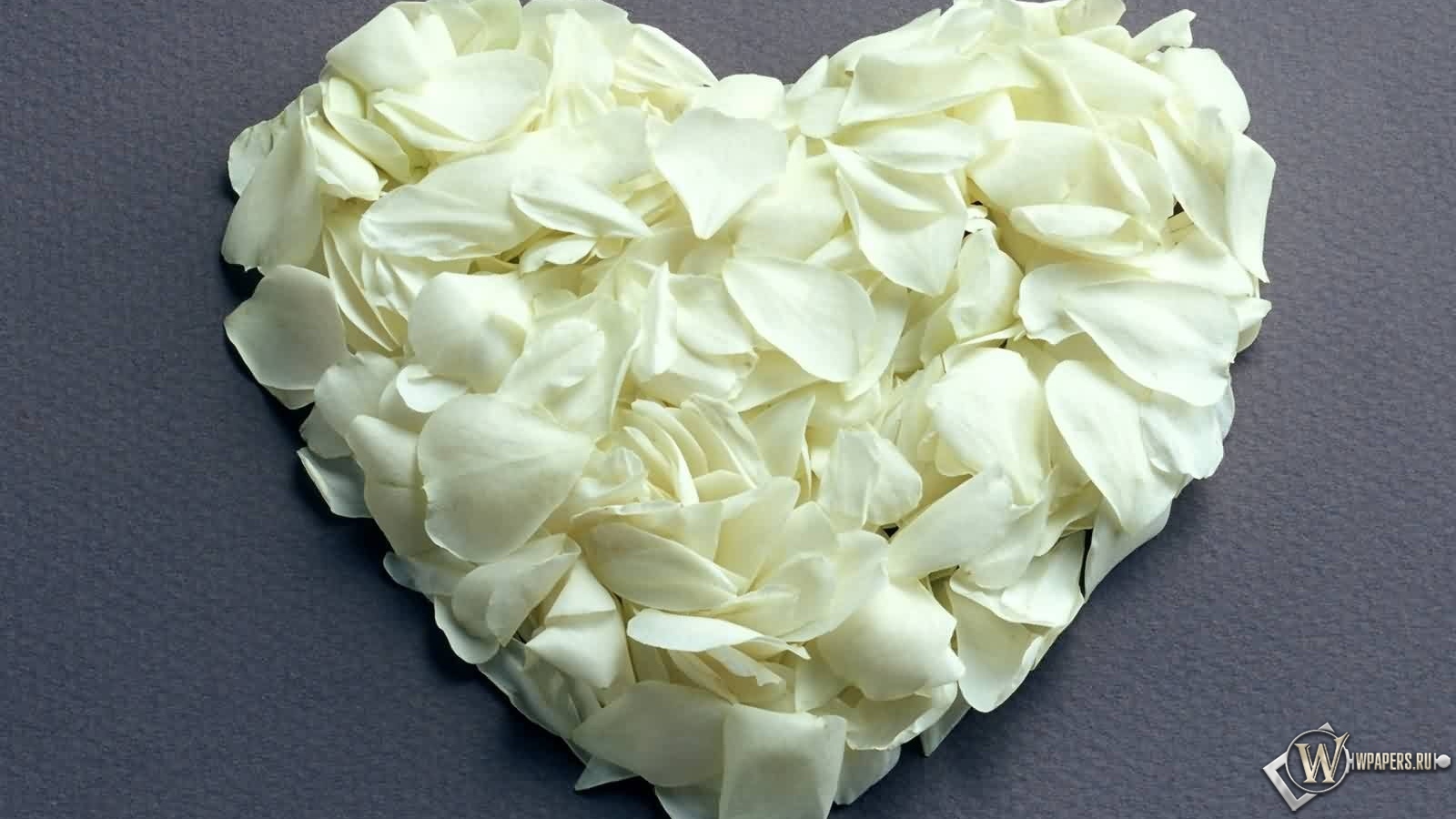 Сердце из белых роз 1600x900