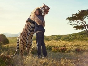 Обои Обнимашки с тигром: Тигр, Объятия, Дружба, Настроения