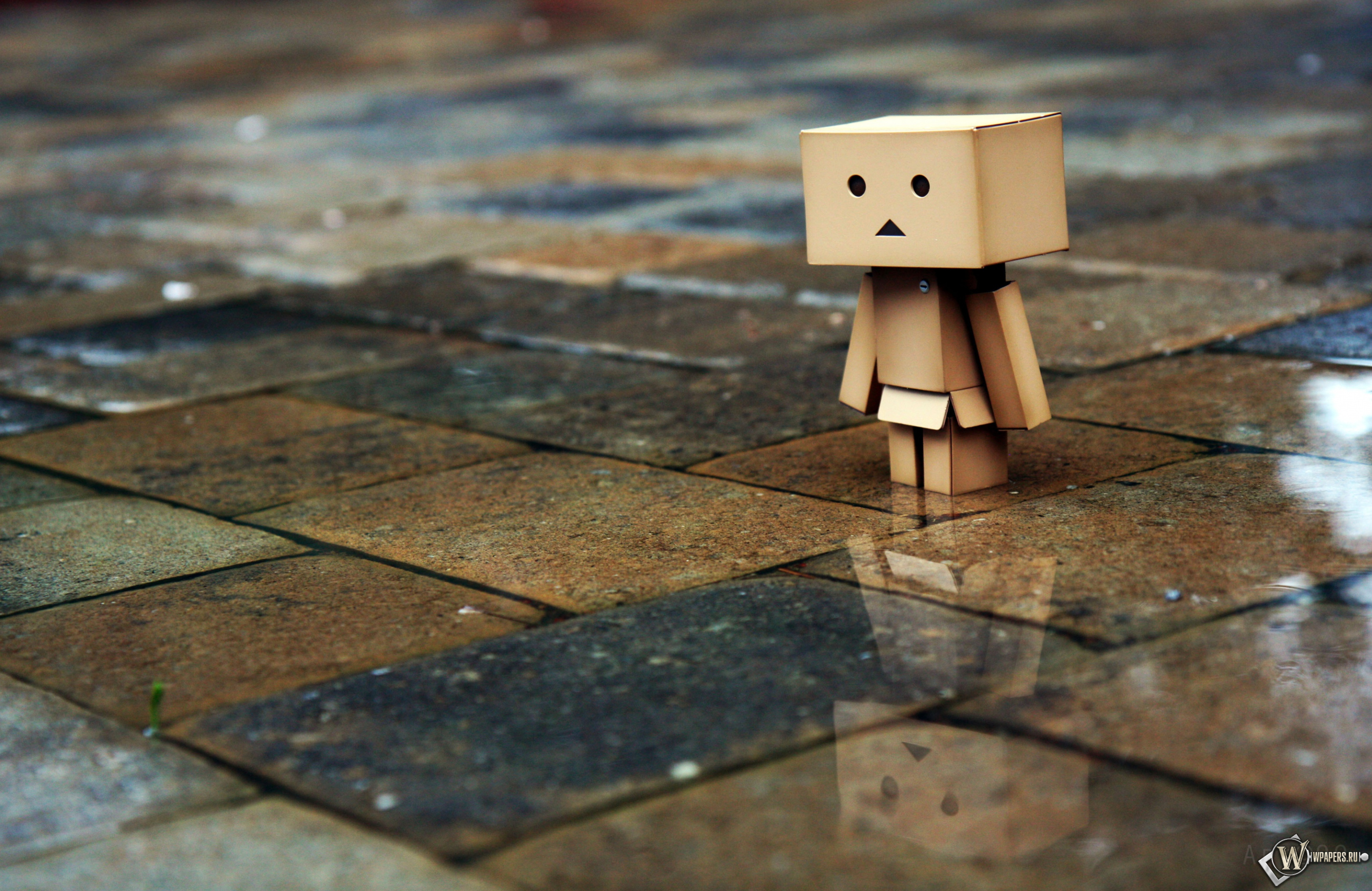 Danbo 3024x1964