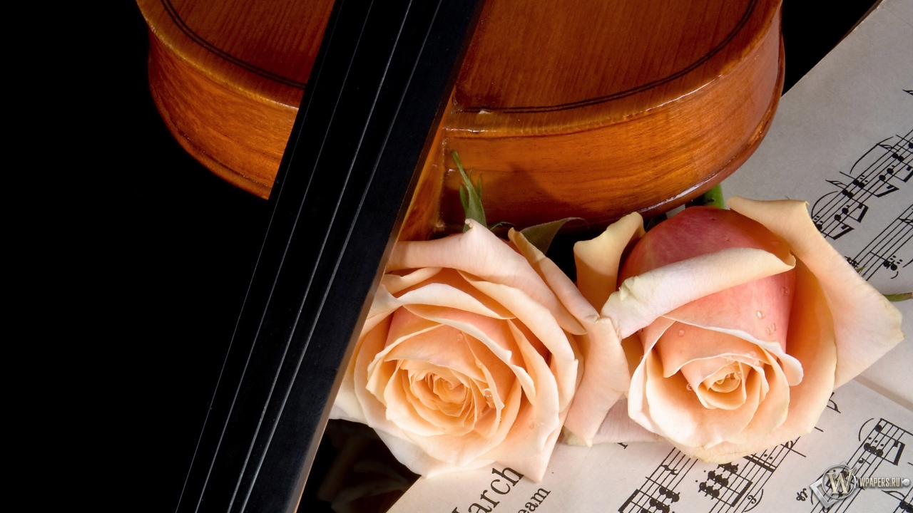 Скрипка и роза 1280x720