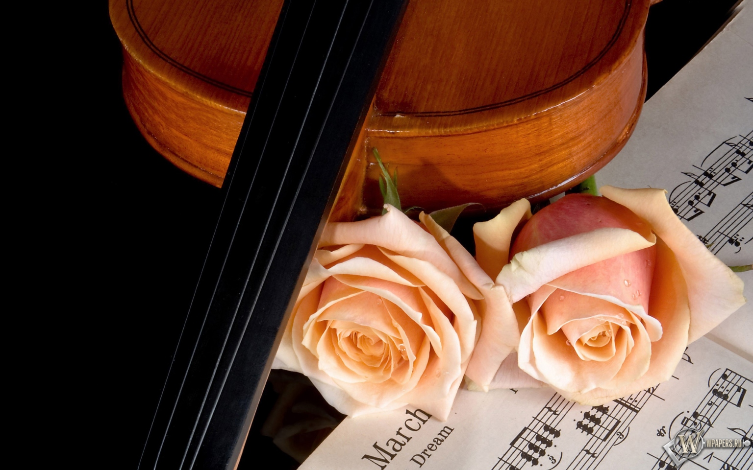 Скрипка и роза 1536x960