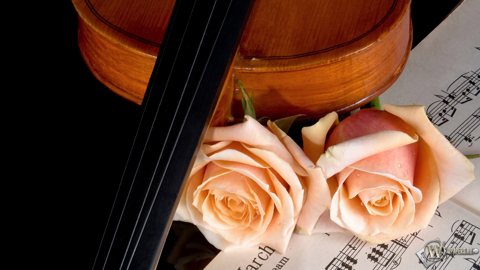 Скрипка и роза 1600x900