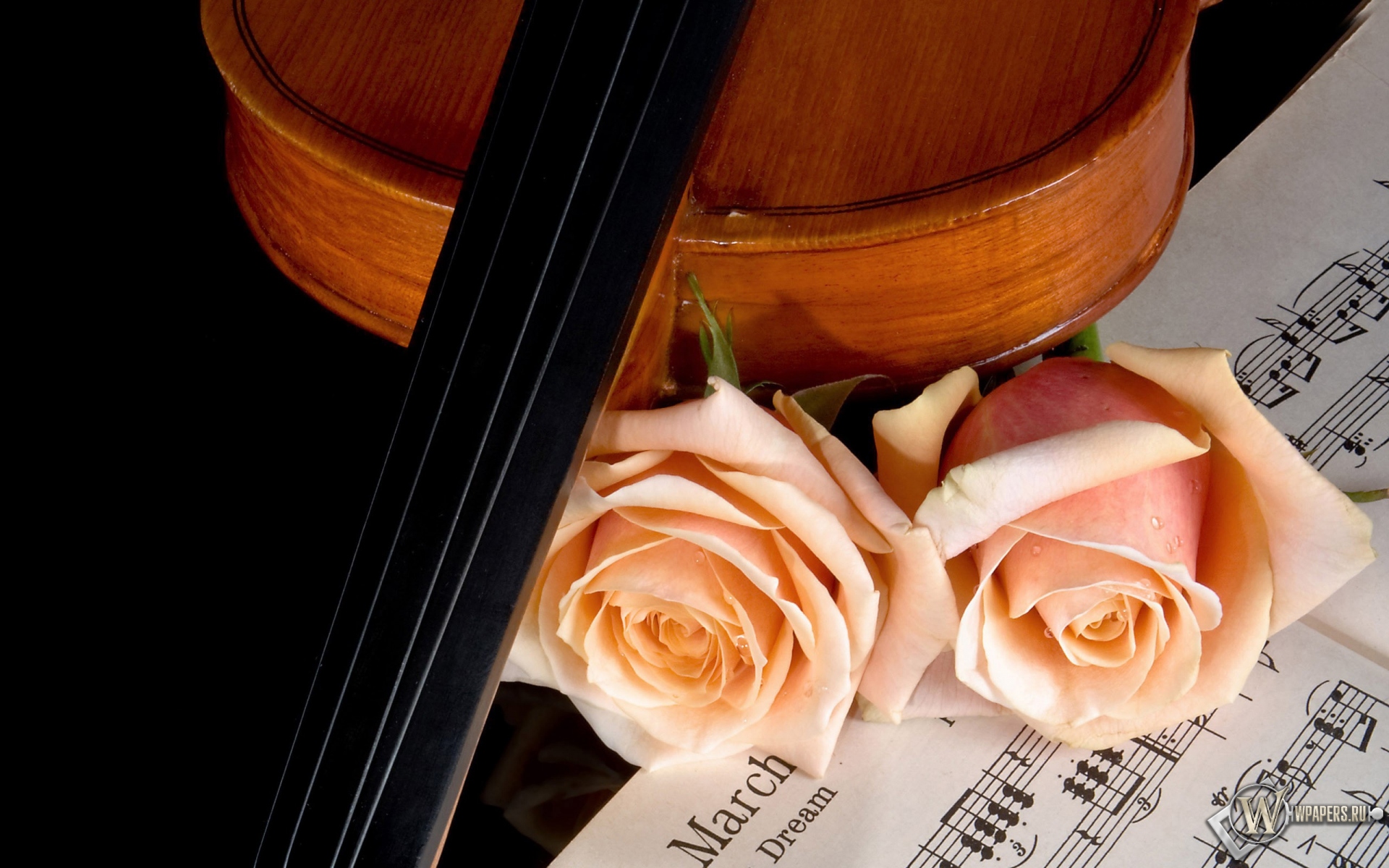 Скрипка и роза 1920x1200