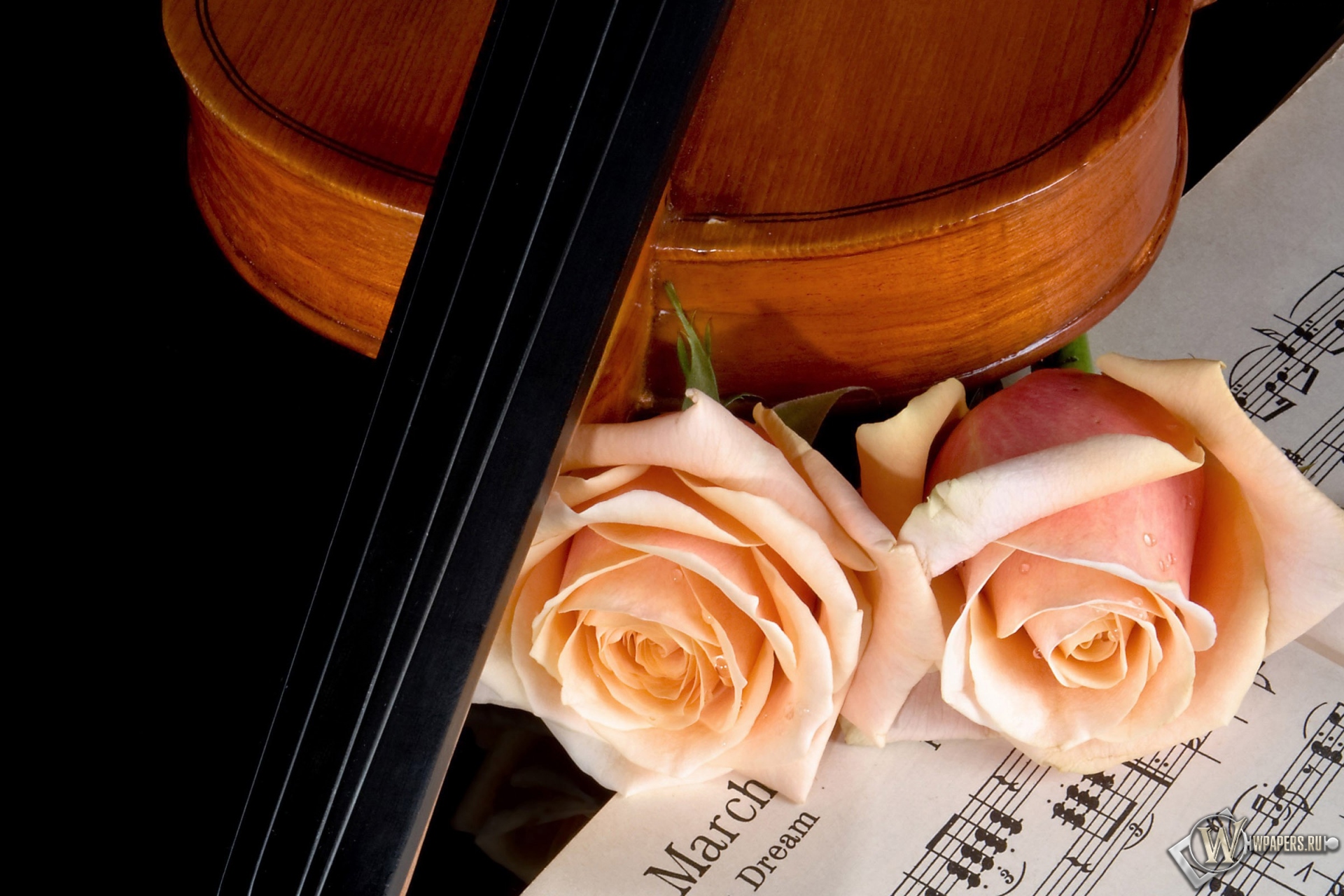 Скрипка и роза 1920x1280