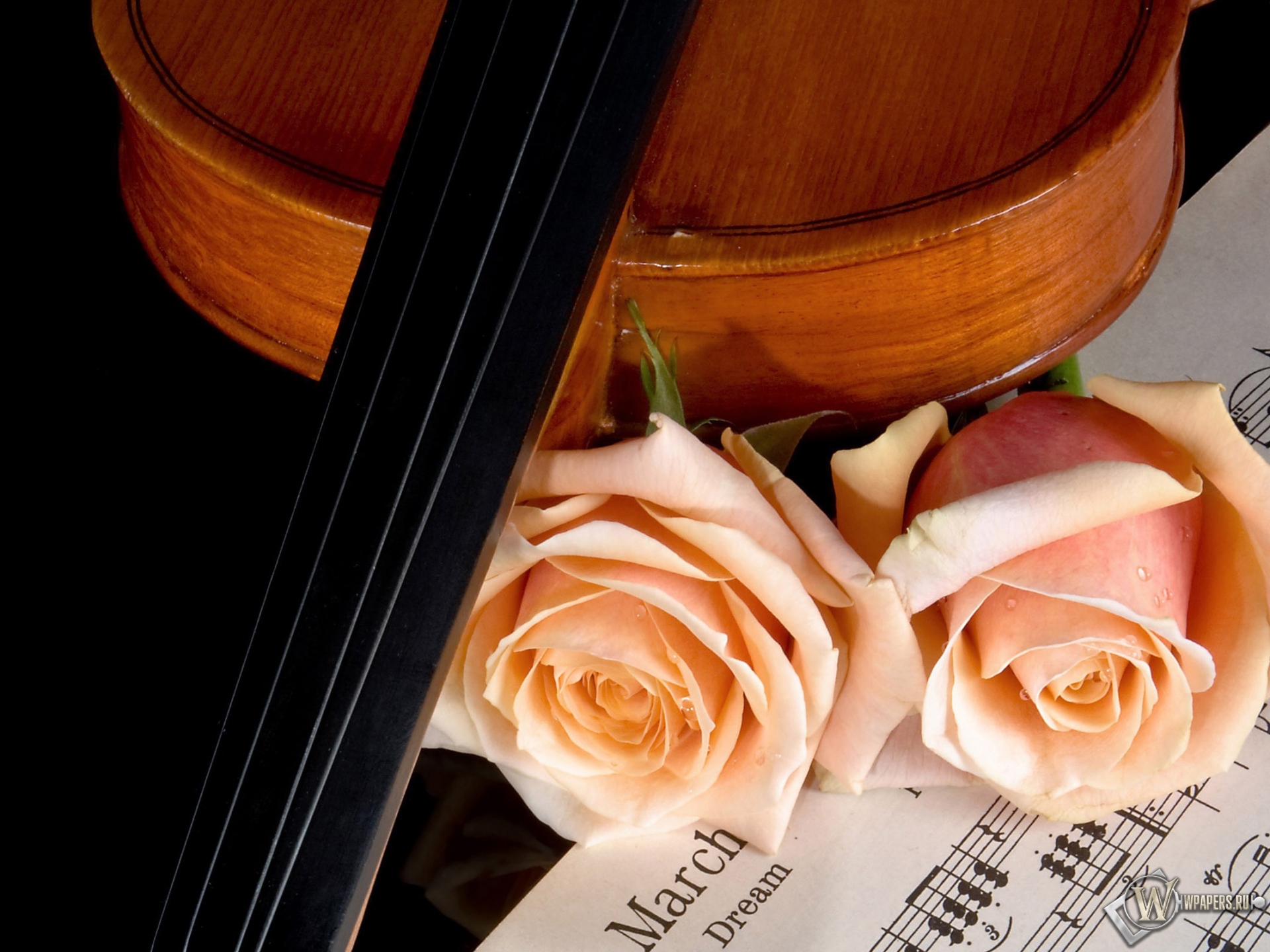 Скрипка и роза 1920x1440
