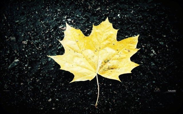 Жёлтый кленовый лист