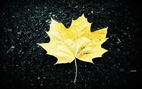 Обои Жёлтый кленовый лист: Осень, Лист, Желтый, Растения