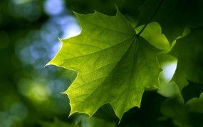 Обои Зелёный кленовый лист: Зелень, Лист, Клён, Лето, Растения