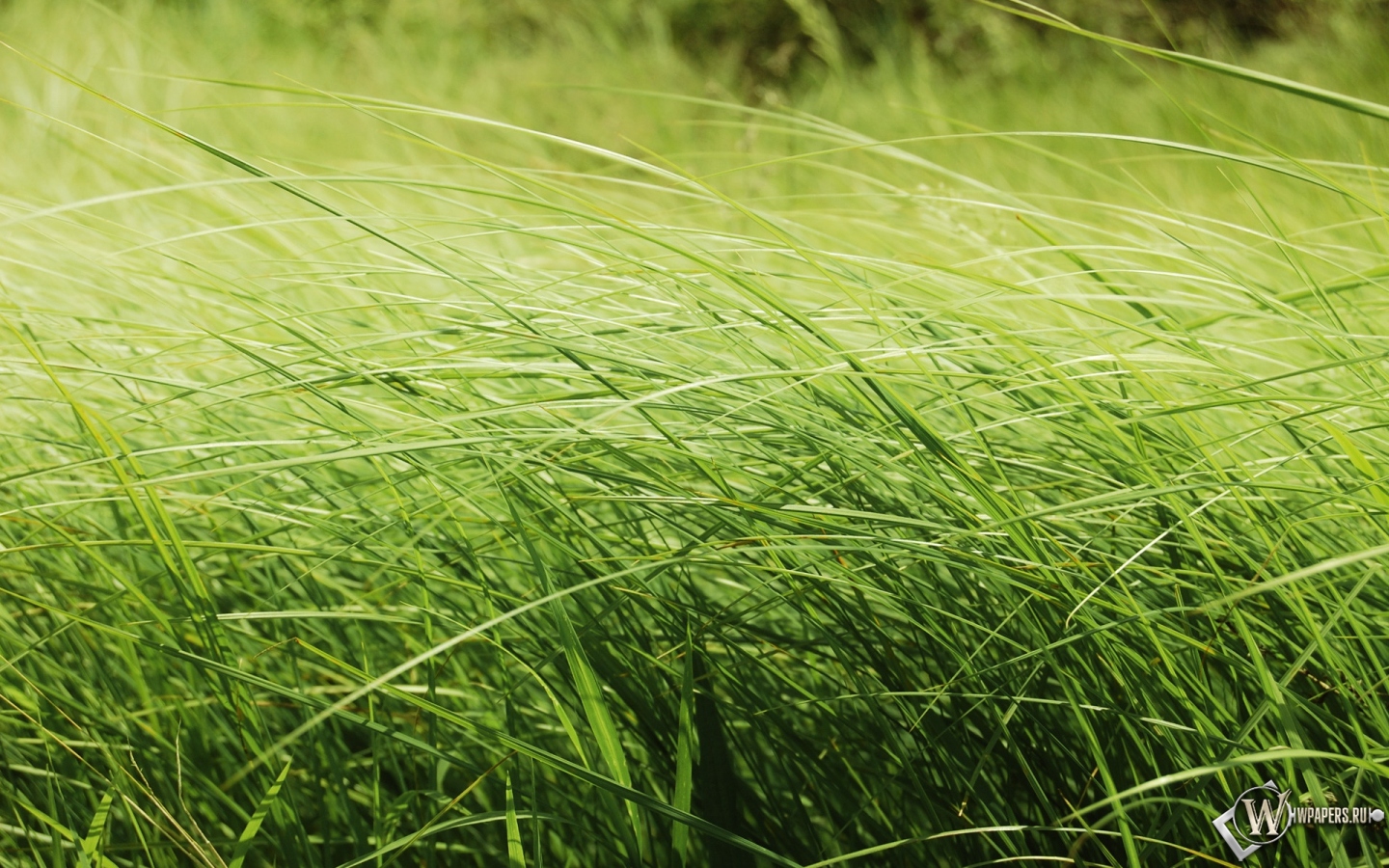 Зелёная трава 1440x900