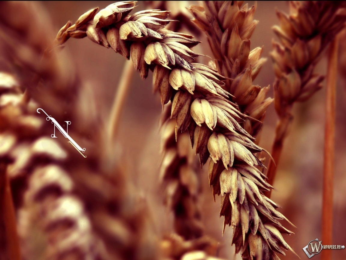Колос пшеницы 1152x864