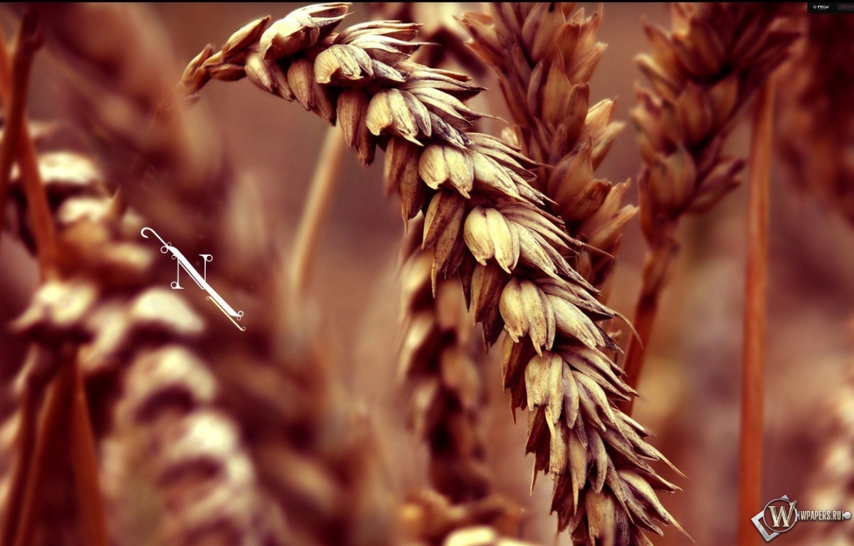 Колос пшеницы 1200x768