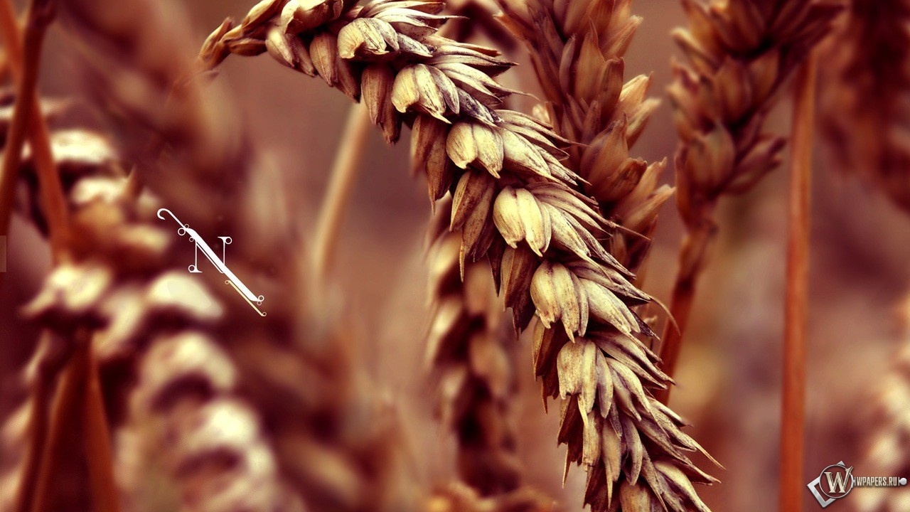 Колос пшеницы 1280x720