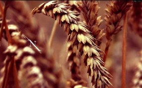 Обои Колос пшеницы: Пшеница, Зерно, Колос, Растения