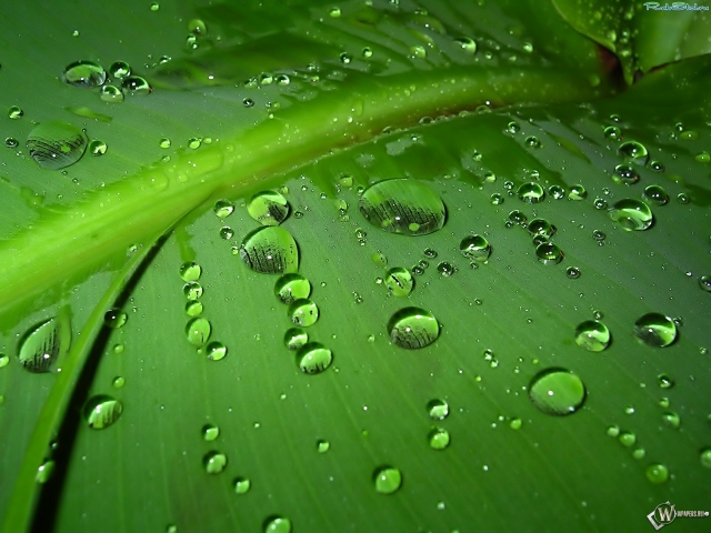 Большие капельки дождя на листе