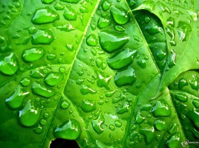 Обои Лист в капельках дождя: , Растения