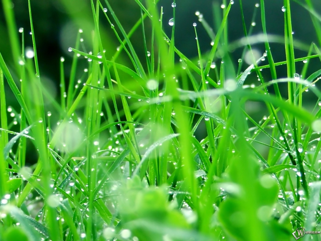 Капельки дождя на траве 1024x768