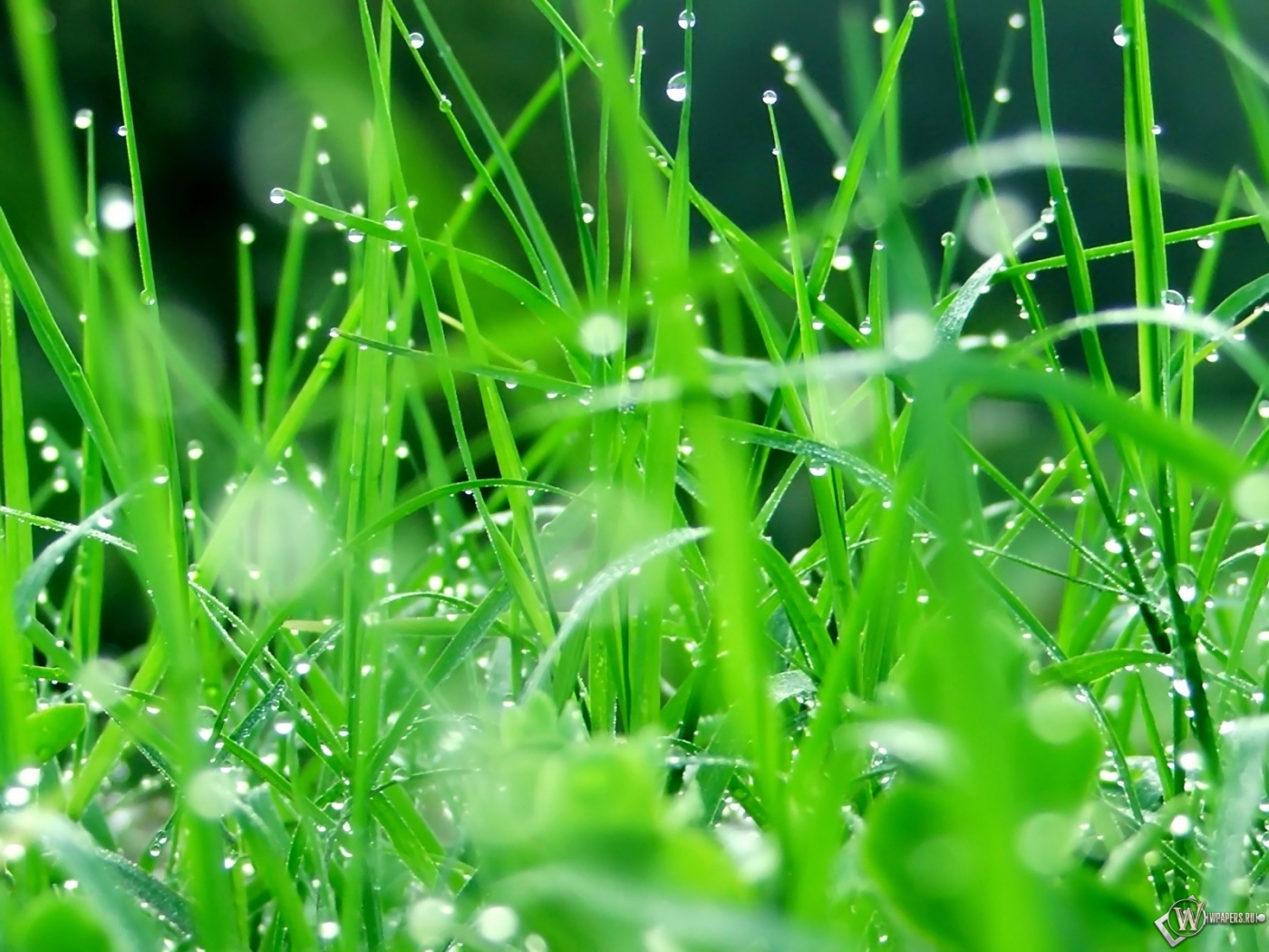 Капельки дождя на траве 1400x1050
