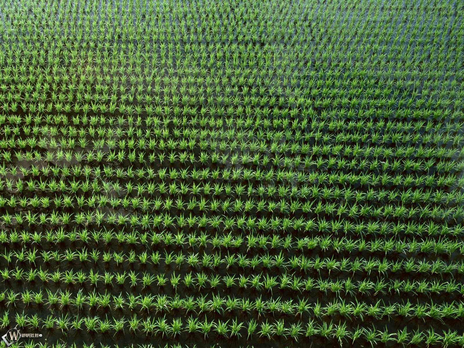 Рисовое поле 1600x1200