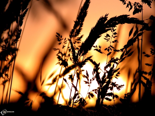 Пшеница на фоне заката