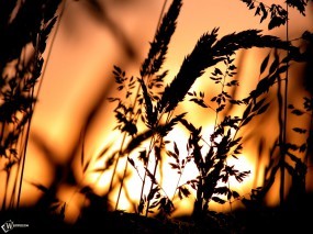 Обои Пшеница на фоне заката: , Растения