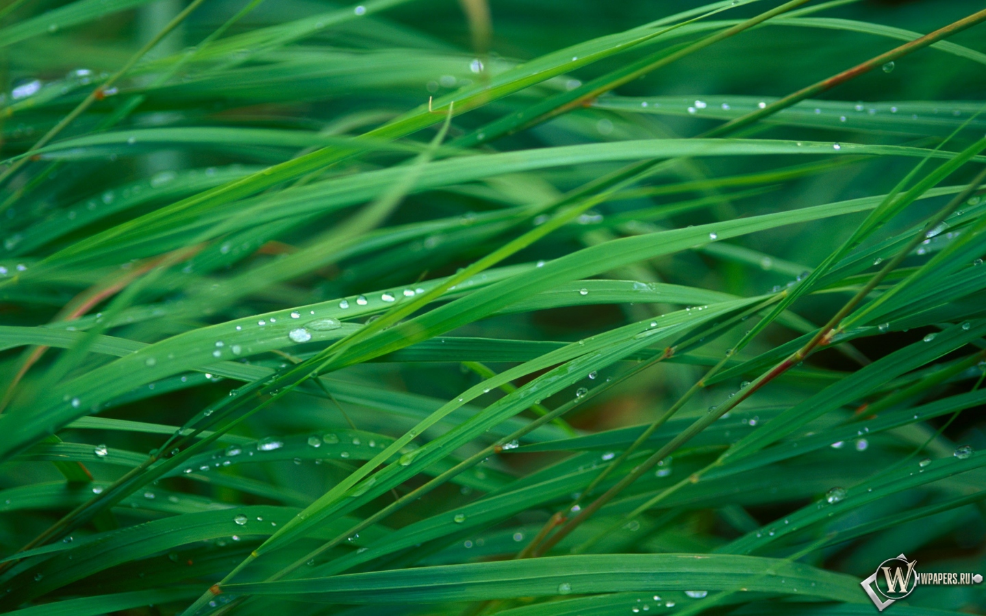 Мокрая трава 1440x900