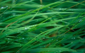 Обои Мокрая трава: Капли, Роса, Трава, Растения