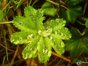 Обои Листва после дождя: Зелень, Роса, Мокрая листва, Листок, Растения