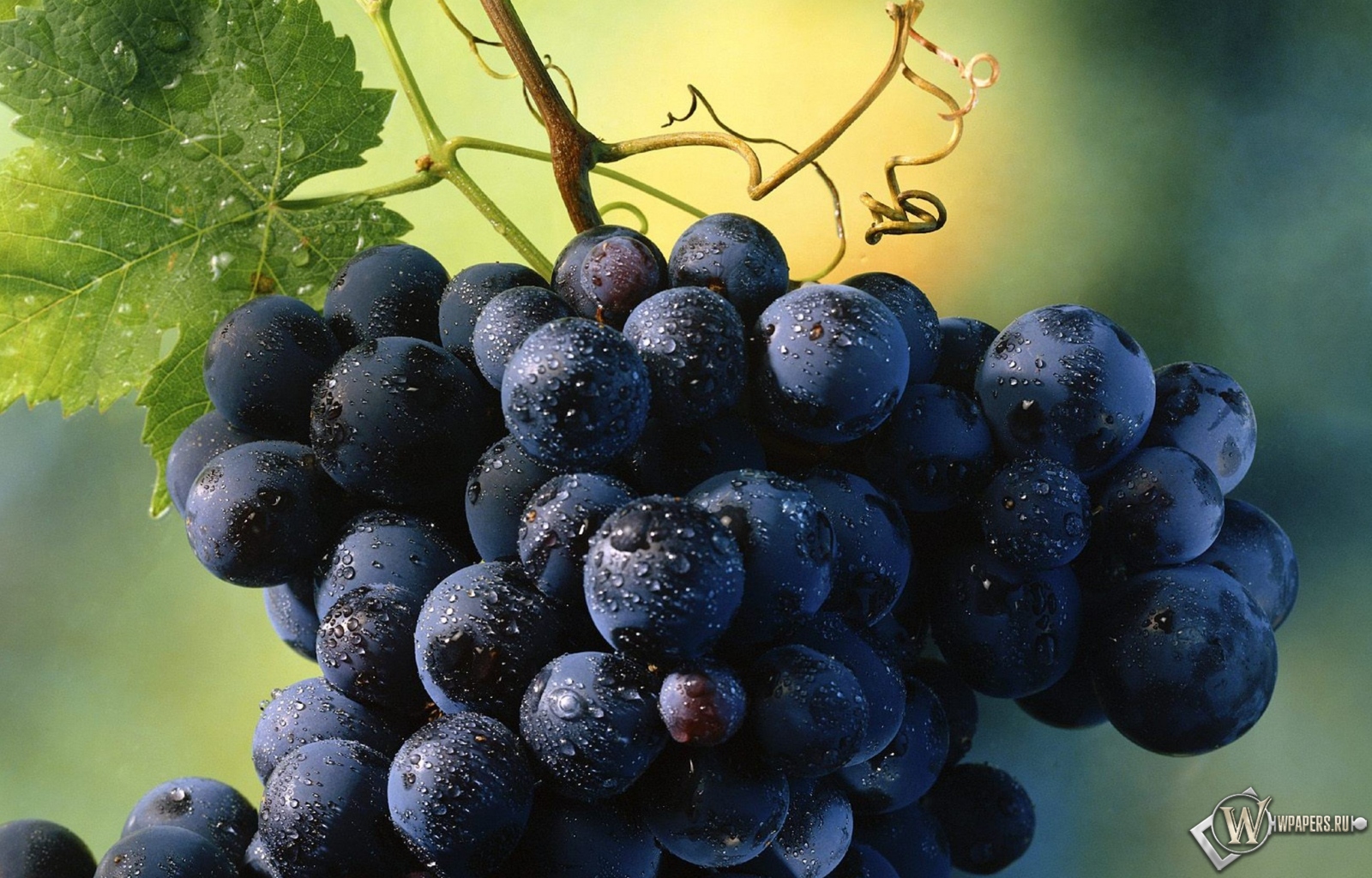 Гроздь винограда 1600x1024