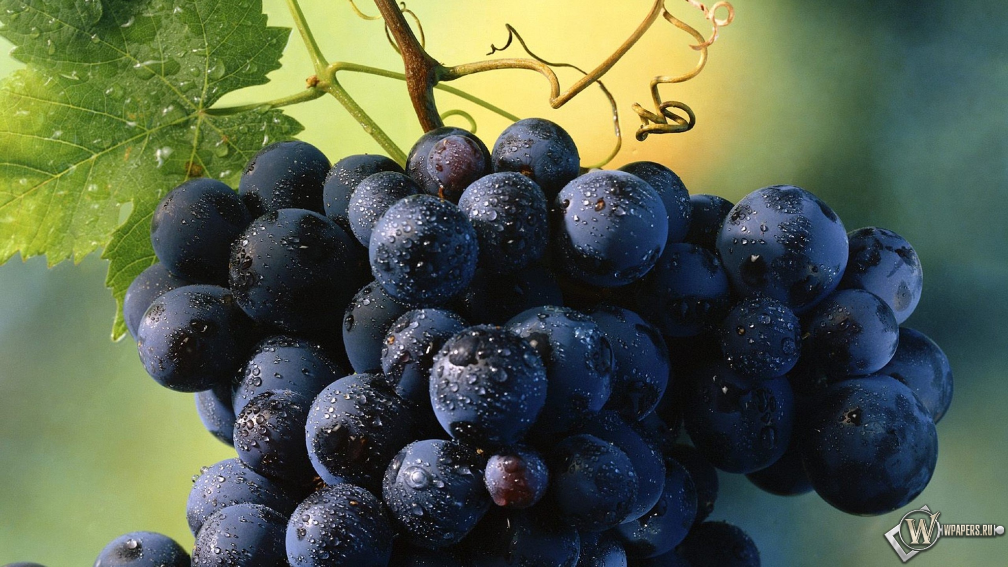 Гроздь винограда 2048x1152