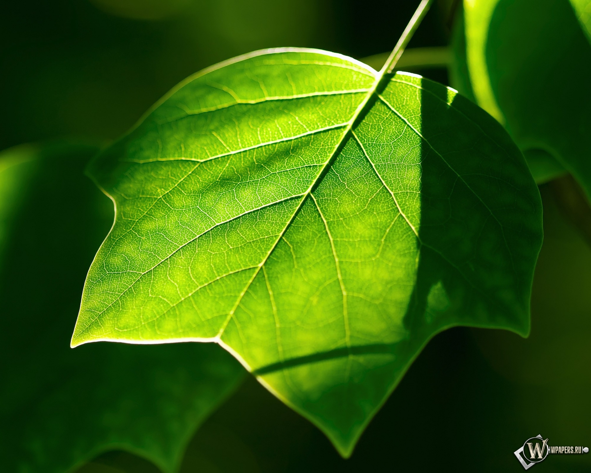 Green leaves