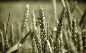 Обои Пшеница: Пшеница, Зерно, Макро, Растения