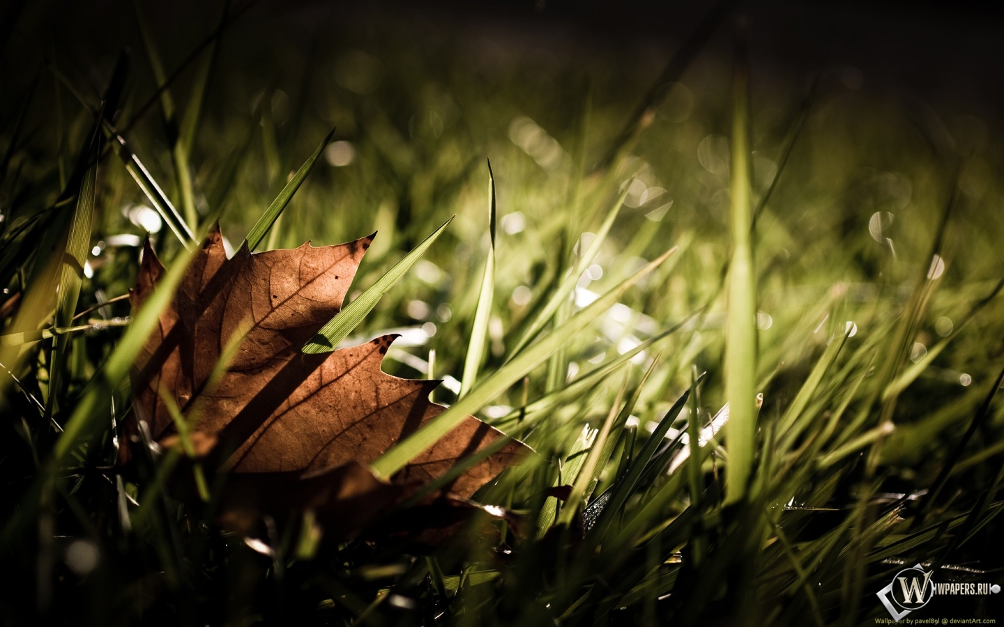 Сухой листок на траве 1440x900