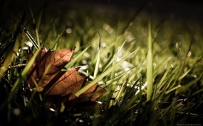 Обои Сухой листок на траве: Осень, Листок, Трава, Растения